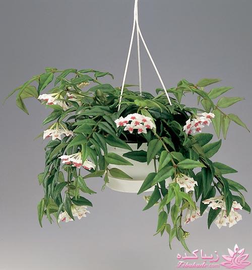 چه گلهايي را مشناسيم؟ 